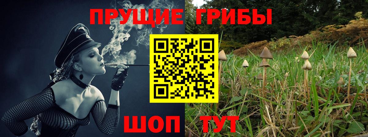 Галлюциногенные грибы Psilocybe Курчалой
